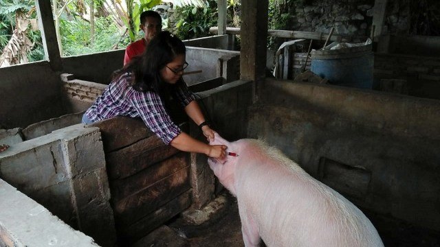 primaberita - ternak babi terjangkit virus