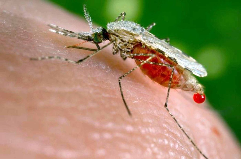 primaberita-gejala-penyakit-malaria