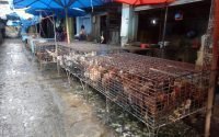 Penghasilan Pedagang Ayam di Siantar Menurun Drastis