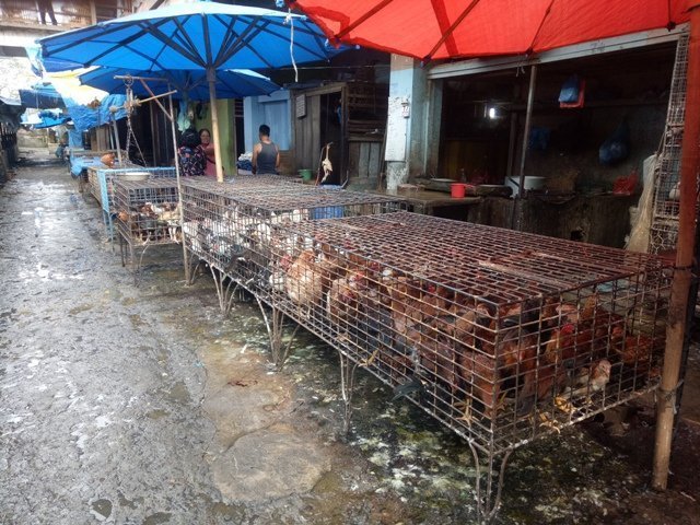 Penghasilan Pedagang Ayam di Siantar Menurun Drastis