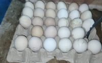 Dilarang Dijual di Pasar, Apa Itu Sebenarnya Telur Ayam Infertil?