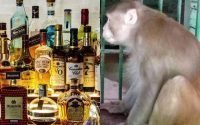 Seekor Monyet Pemabuk Ngamuk Hingga Membunuh Seorang Warga