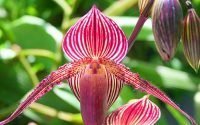 Rothschilds Orchid