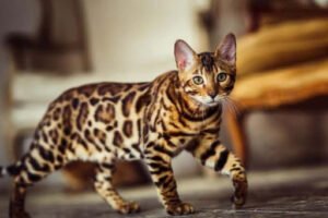 Kucing Paling Mahal di Dunia