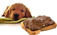 cokelat berbahaya bagi anjing