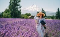 ladang lavender terindah di dunia